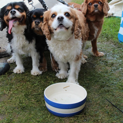 Cornishware Dog Bowl